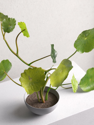 centella-asiatica-in-pot-3d-model-67cdeda02c