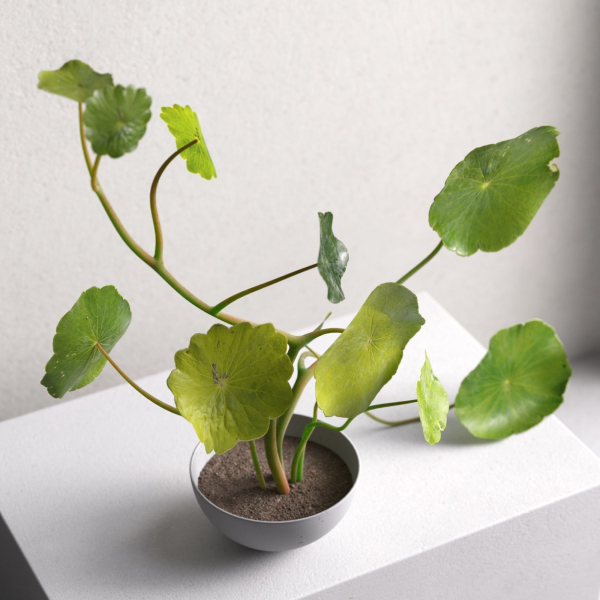 Centella Asiatica in Pot