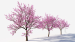 Cerasus tree b