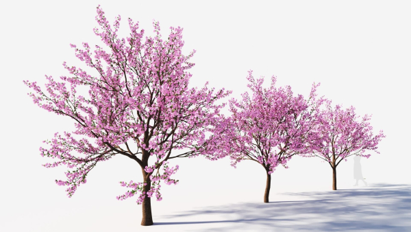 Cerasus tree b