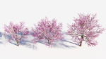 Cerasus tree b