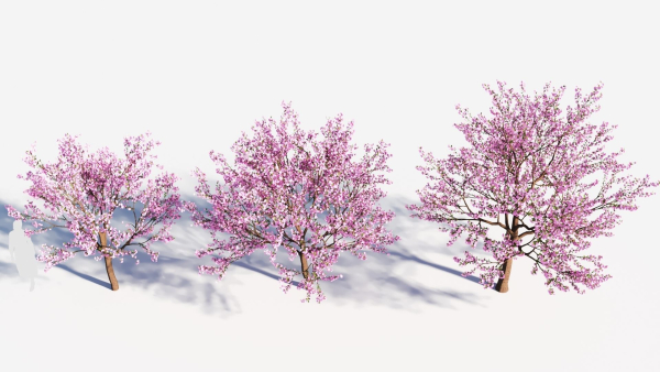 Cerasus tree b