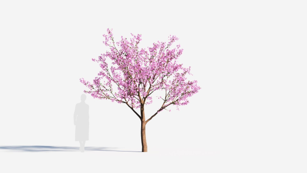 Cerasus tree b