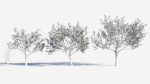 Cerasus tree b