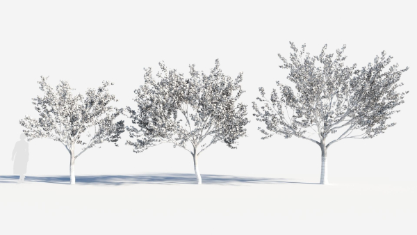 Cerasus tree b