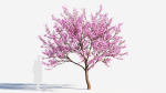 Cerasus tree b