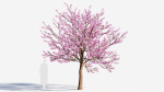 Cerasus tree b