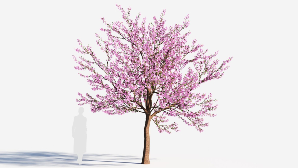 Cerasus tree b