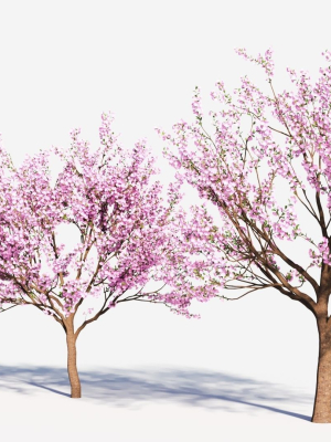 cerasus-tree-2-3d-model-adf8404cd6