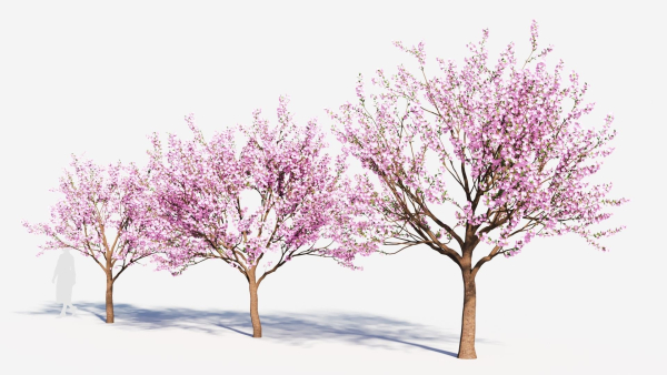 Cerasus tree b