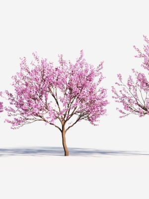 Cerasus tree b