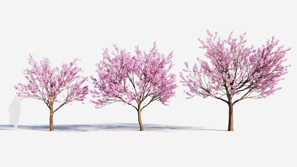 Cerasus tree b