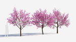 Cerasus tree b