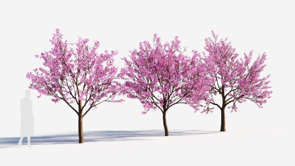 Cerasus tree b