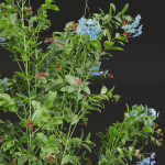 Ceratostigma Plumbaginoides Bleiwurz Concinna Bonsai Pruned