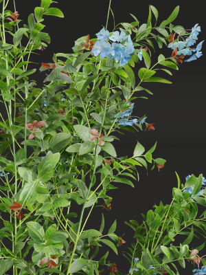 ceratostigma-plumbaginoides-bleiwurz-concinna-bonsai-pruned-3d-model-max-obj-fbx-mat