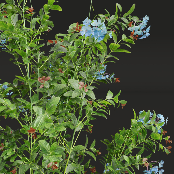 Ceratostigma Plumbaginoides Bleiwurz Concinna Bonsai Pruned