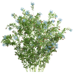 Ceratostigma Plumbaginoides Bleiwurz Concinna Bonsai Pruned