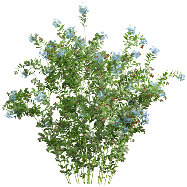 Ceratostigma Plumbaginoides Bleiwurz Concinna Bonsai Pruned