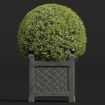 Ceratostigma Plumbaginoides Bleiwurz Concinna Bonsai Pruned