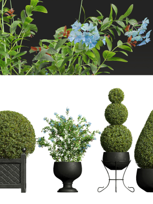 Ceratostigma Plumbaginoides Bleiwurz Concinna Bonsai Pruned