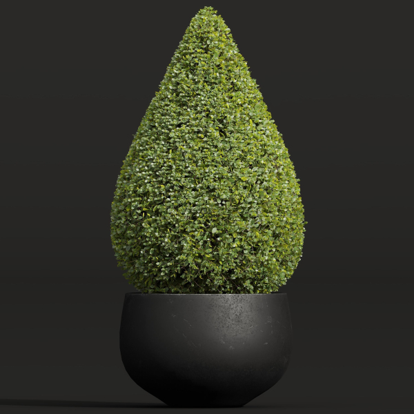 Ceratostigma Plumbaginoides Bleiwurz Concinna Bonsai Pruned