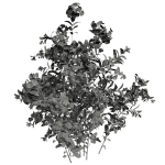 Ceratostigma Plumbaginoides Bleiwurz Concinna Bonsai Pruned