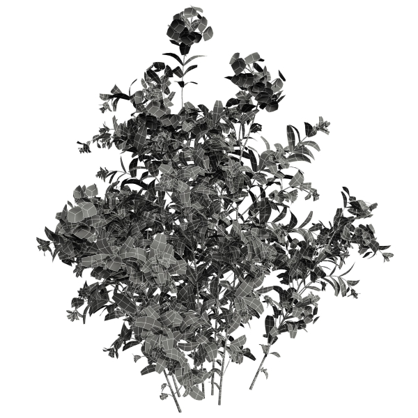 Ceratostigma Plumbaginoides Bleiwurz Concinna Bonsai Pruned