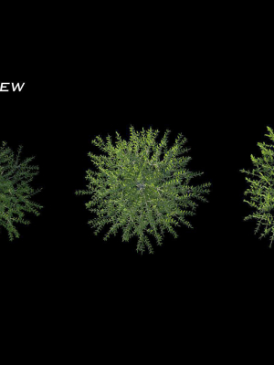 cercidiphyllum-japonicum-katsura-tree-3d-model-max-obj-fbx