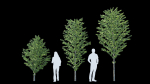 Cercidiphyllum japonicum katsura tree