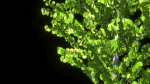 Cercidiphyllum japonicum katsura tree