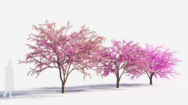 Cercis chinensis a