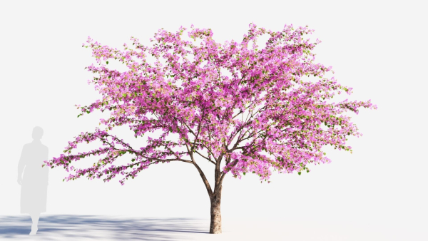 Cercis chinensis a