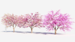 Cercis chinensis a