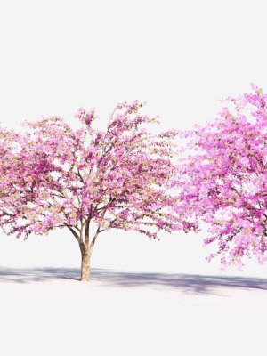 cercis-chinensis-a-3d-model-39c96d342d
