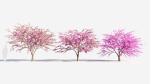 Cercis chinensis a
