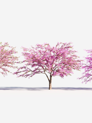 Cercis chinensis a