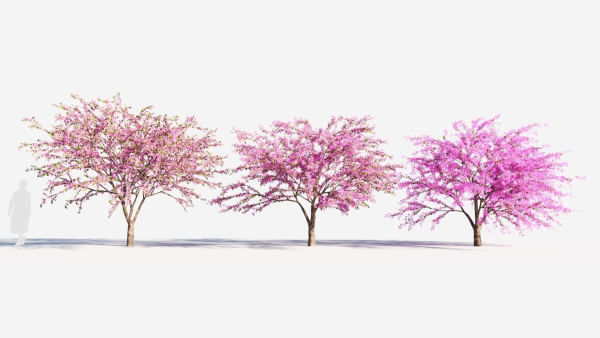 Cercis chinensis a