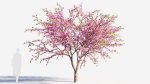 Cercis chinensis a