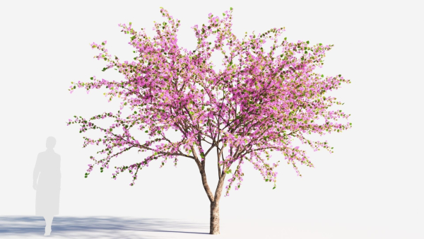 Cercis chinensis a