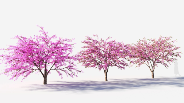 Cercis chinensis a