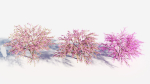 Cercis chinensis a