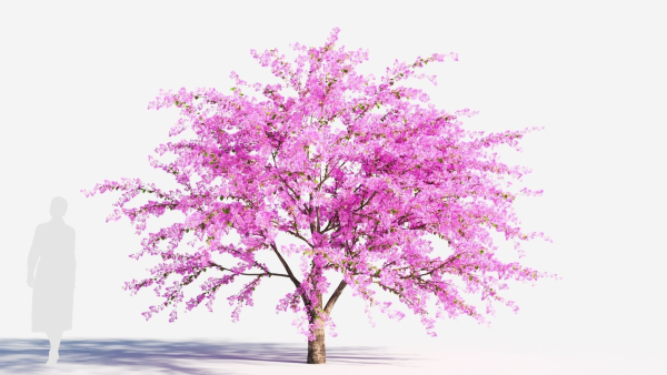 Cercis chinensis a