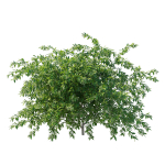 Cestrum Nocturnum 01