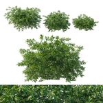 Cestrum Nocturnum 01
