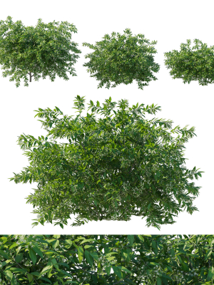 Cestrum Nocturnum 01