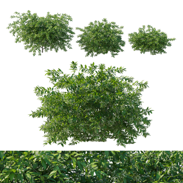 Cestrum Nocturnum 01