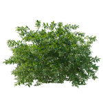 Cestrum Nocturnum 01