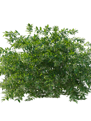 cestrum-nocturnum-01-3d-model-c0f7cdae75