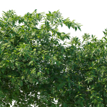 Cestrum Nocturnum 01